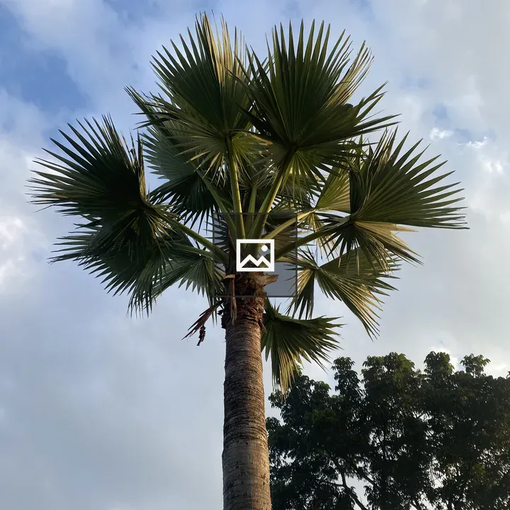 Tall palm tree with fan leaves