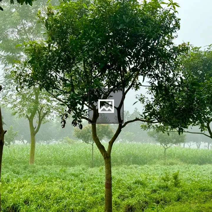 Serene foggy landscape with trees