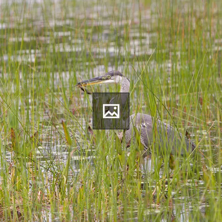 Heron catching a crawfish