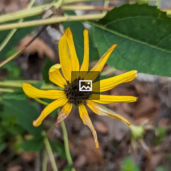 Yellow wilted flower