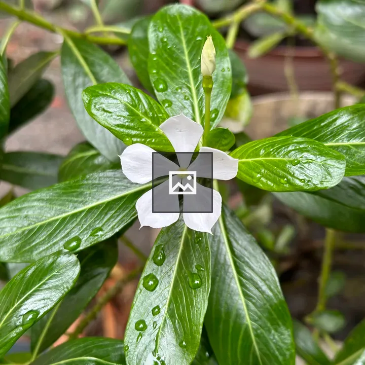 White Periwinkle with Leaves