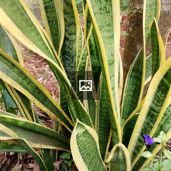 Snake plant in garden pot