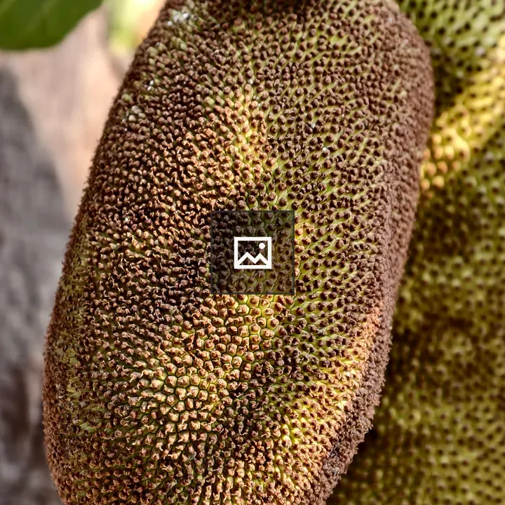 Jackfruit on a Tree