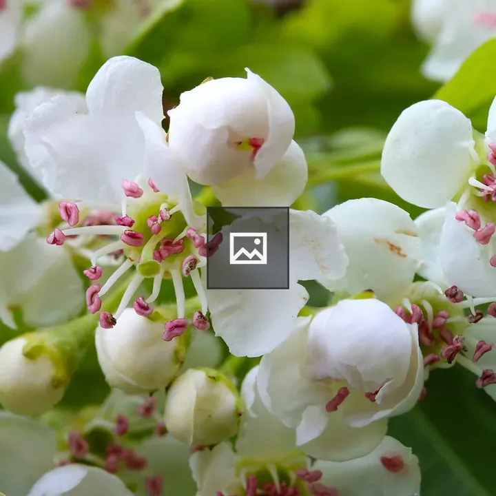Hawthorn bush in bloom