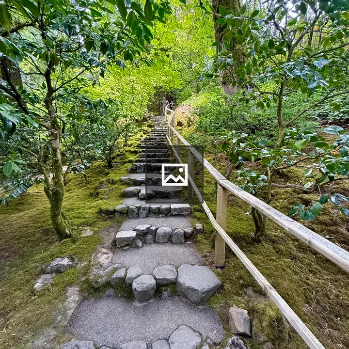 Stone steps through mossy trees