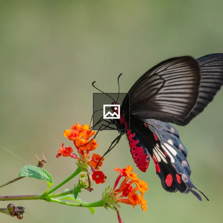 Common Rose Butterfly on Flowers