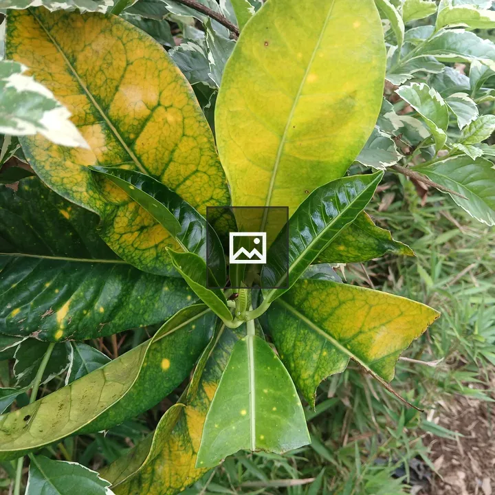 Green and Yellow Leaves Close-up