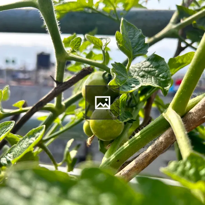 Local tomatoes on plant support