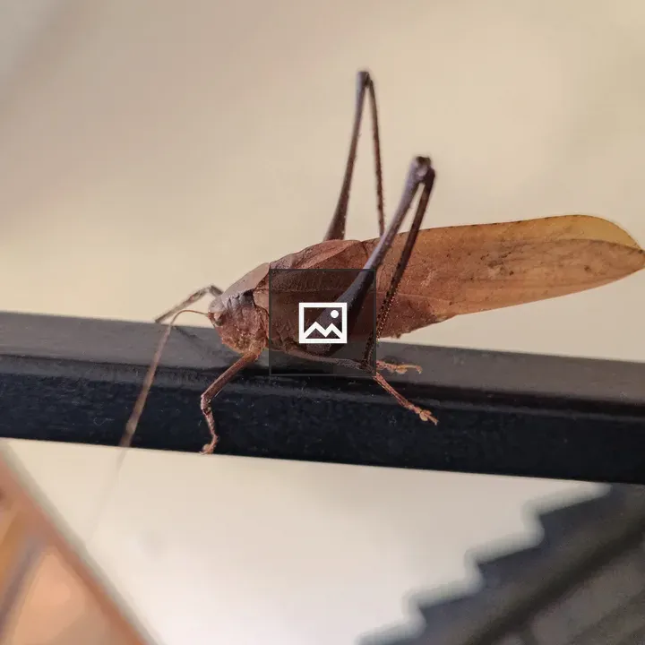 Brown grasshopper on stair railing