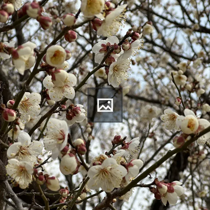 Early spring blossoms in Korea