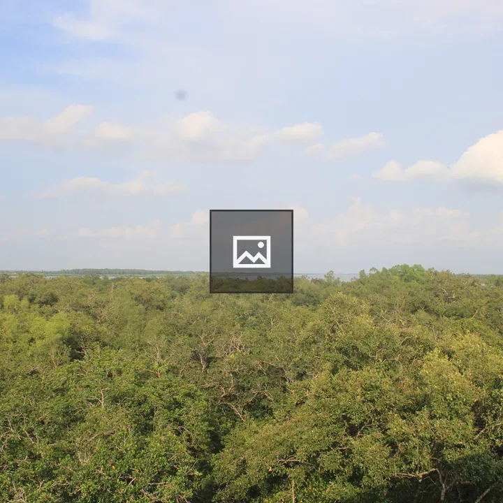 Sundarbans mangrove landscape