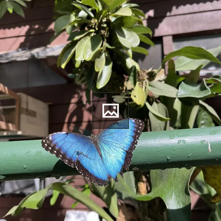 Blue butterfly on green pole