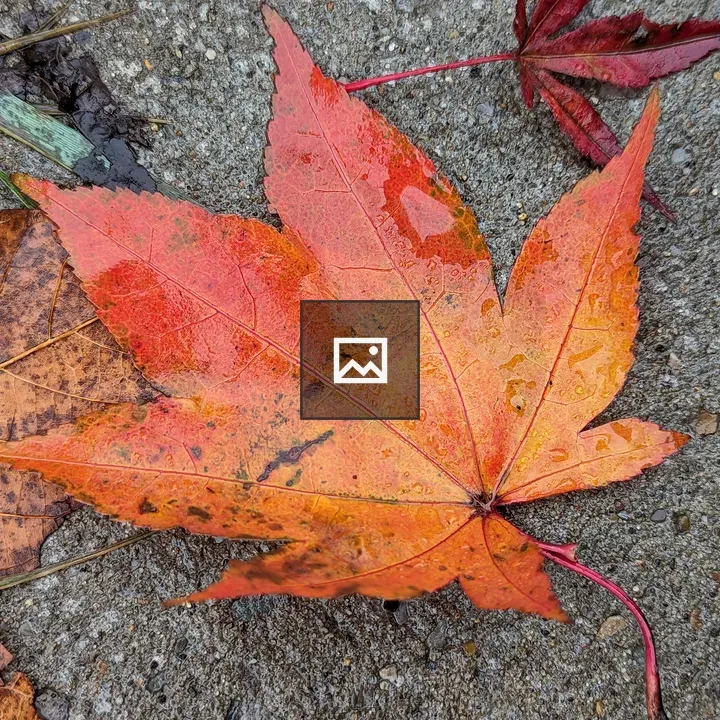 Red and orange leaf on ground