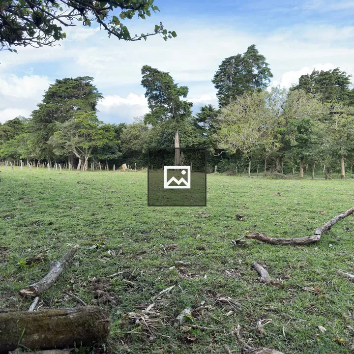 Grassy field with logs and trees
