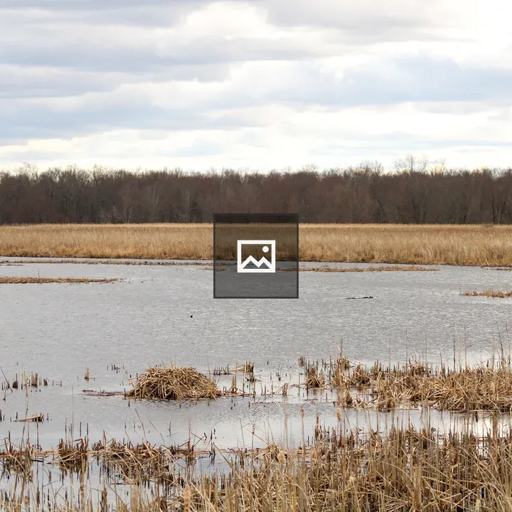 Beaver lodge among reeds by lake