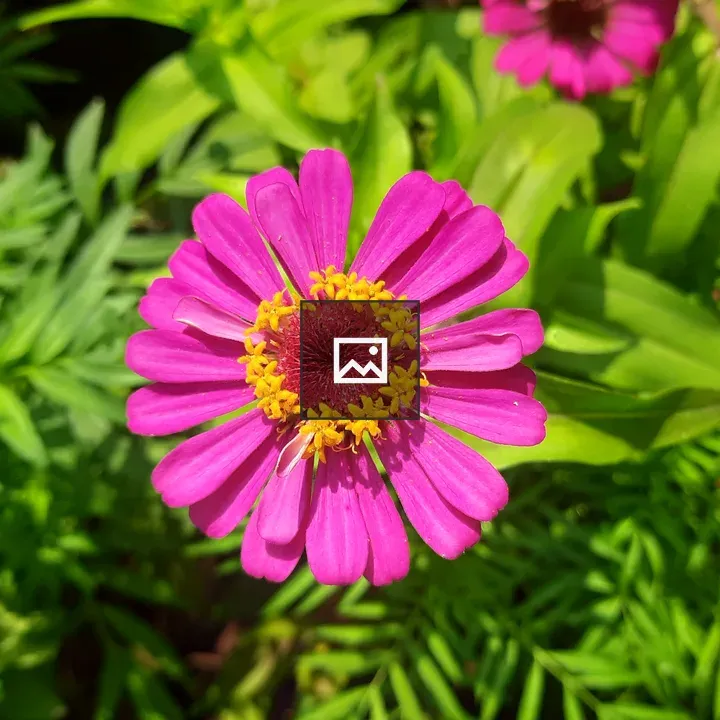Pink flower with yellow stamens