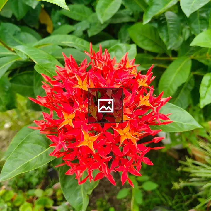 Cluster of red and orange starflowers