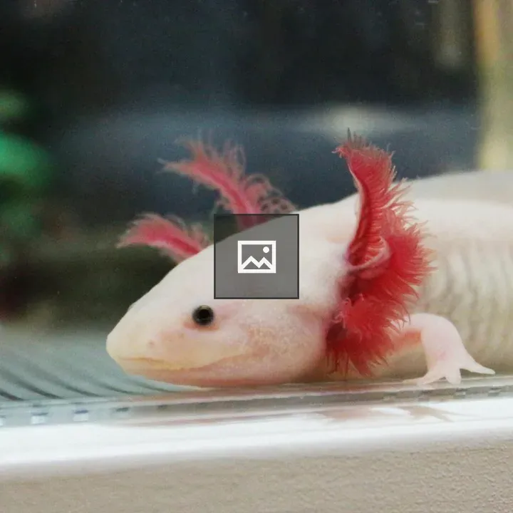 Leucistic axolotl in tank