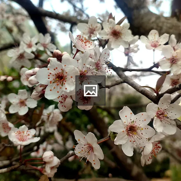 Cherry Blossoms on Branch