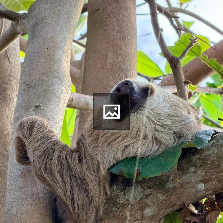 Sloth resting on a branch