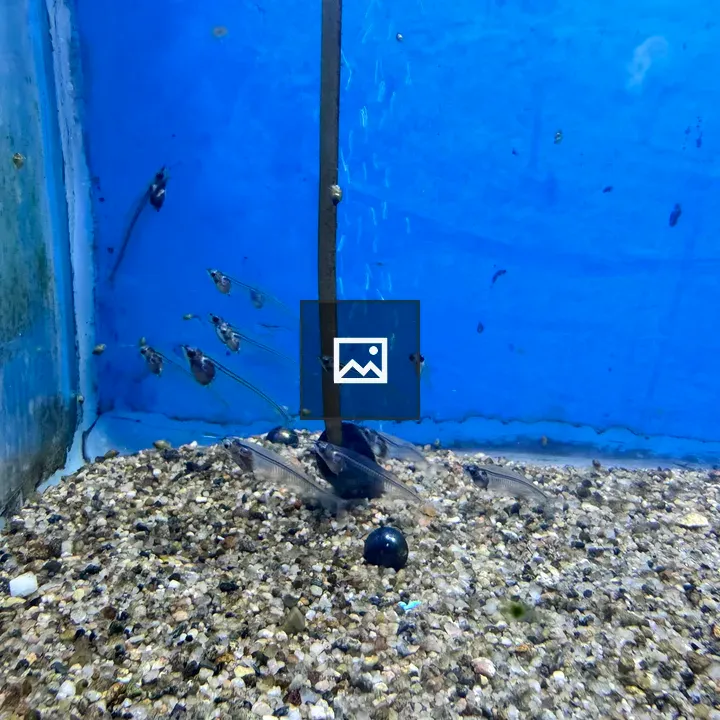 Aquarium with Blue Backdrop and Fish
