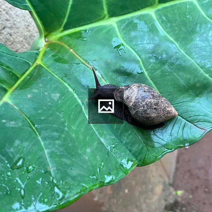 Snail on green leaf