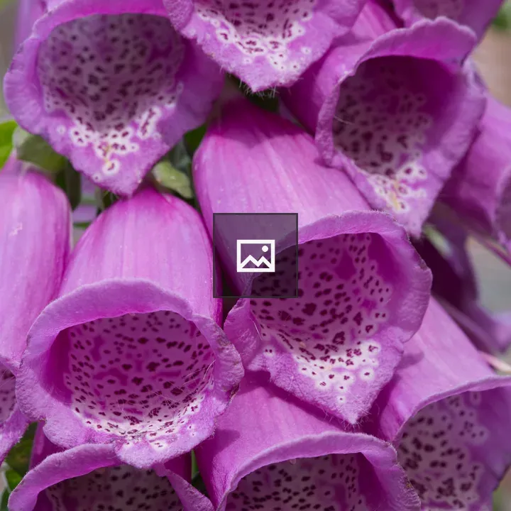 Foxglove in Full Bloom