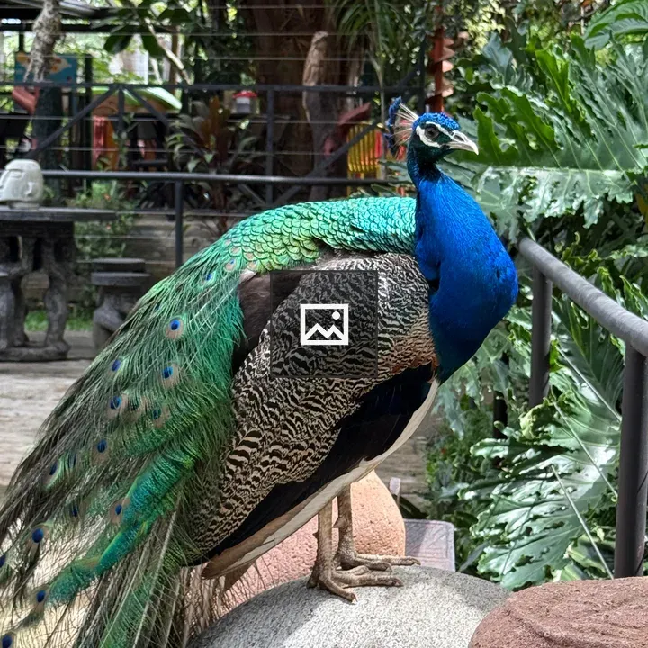 Peacock in Garden Setting