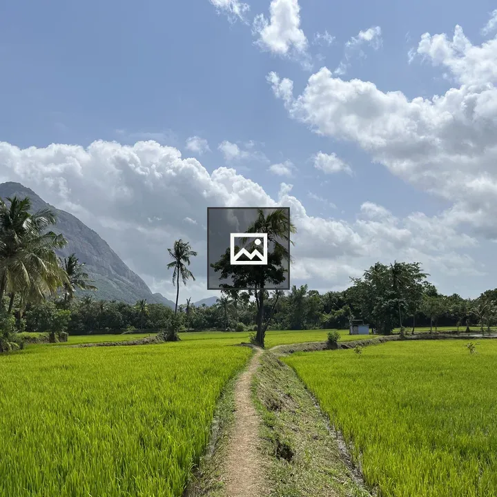 Path Through Green Rice Fields