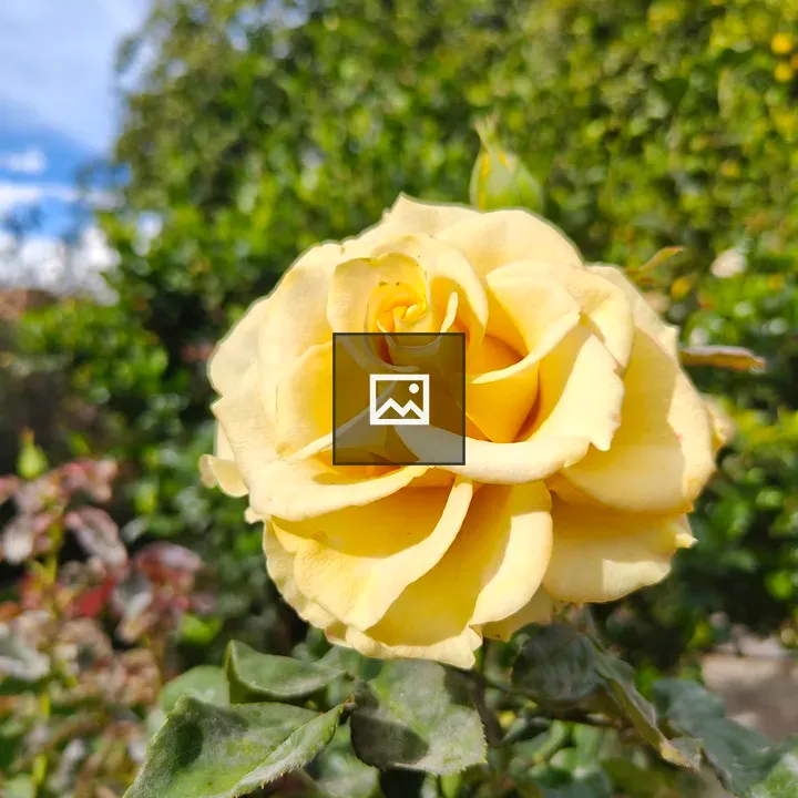 Yellow rose in green garden