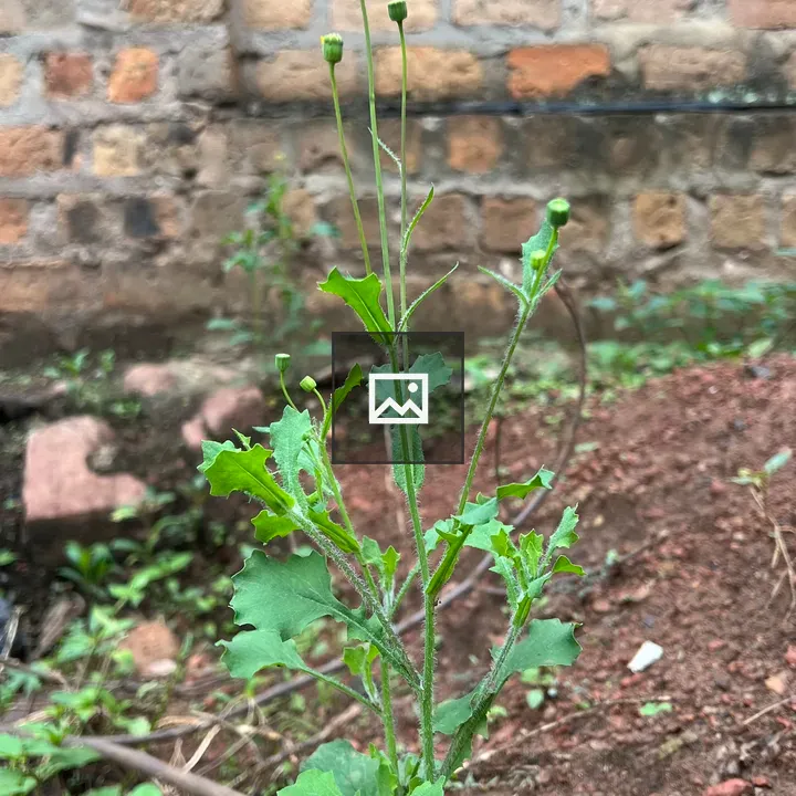 Green plant with yellow flower