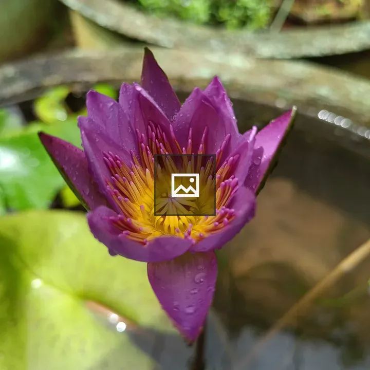 Violet water-lily flower