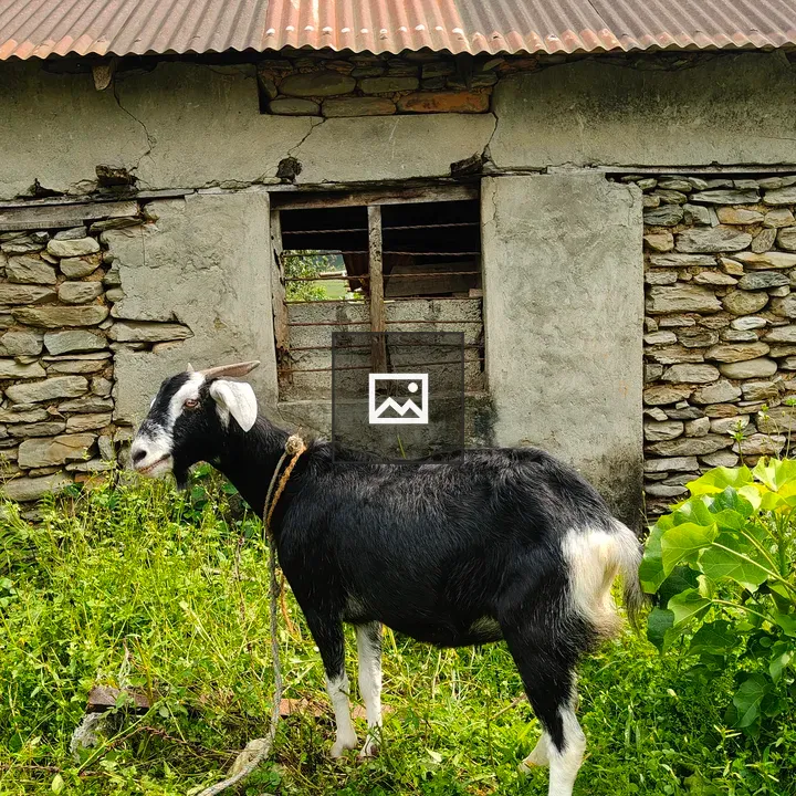 Goat on Green Pasture