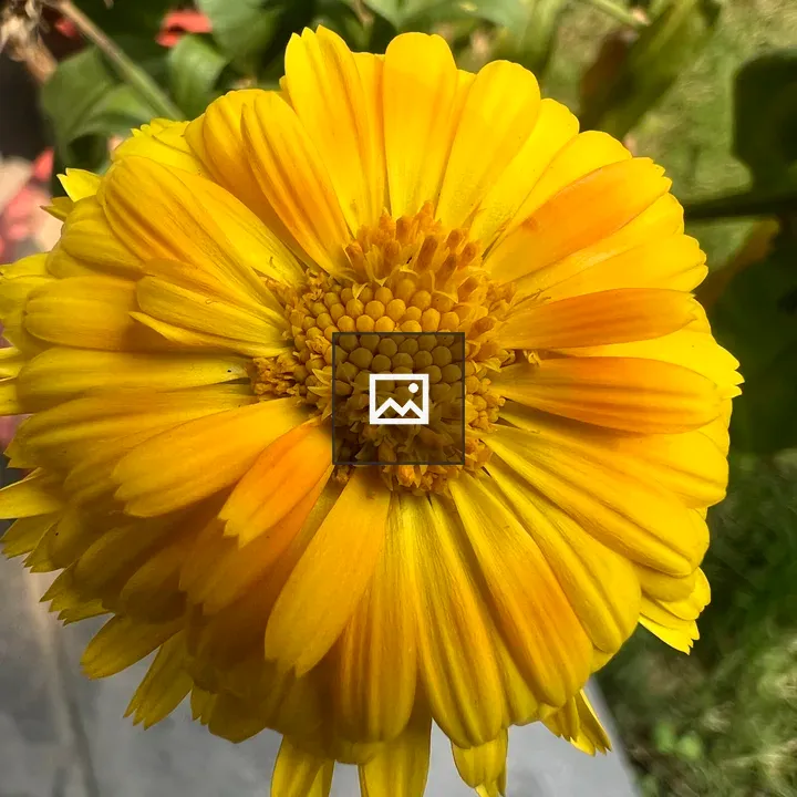 Marigold Close-Up