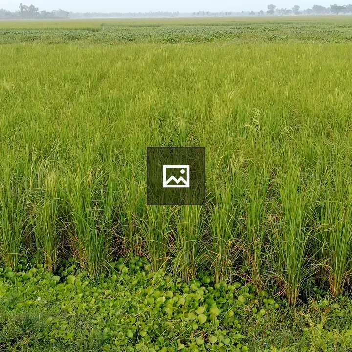 Rice field with aquatic plants