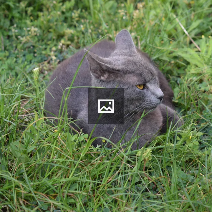 Gray Cat in Green Grass