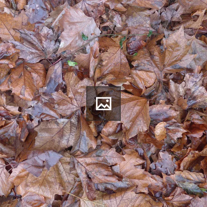 Wet brown leaves on ground