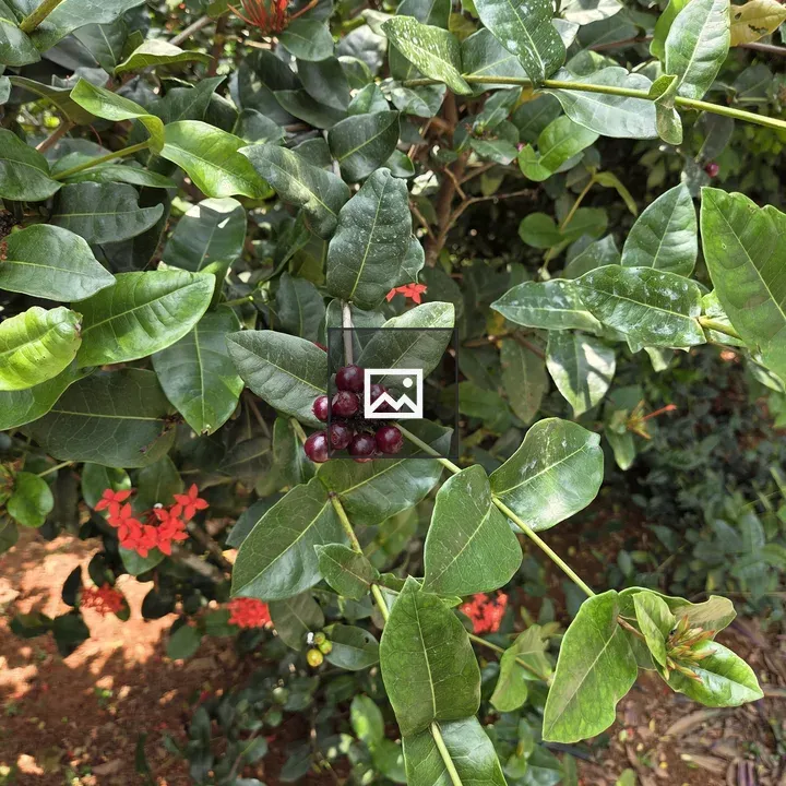 Cluster of dark red berries