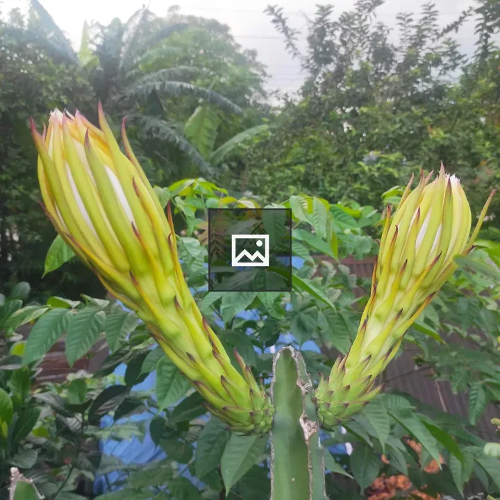 Two dragon fruit buds on cactus stem