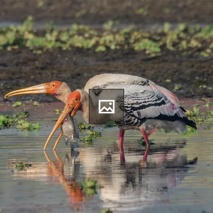 Two Painted Storks in Wetland