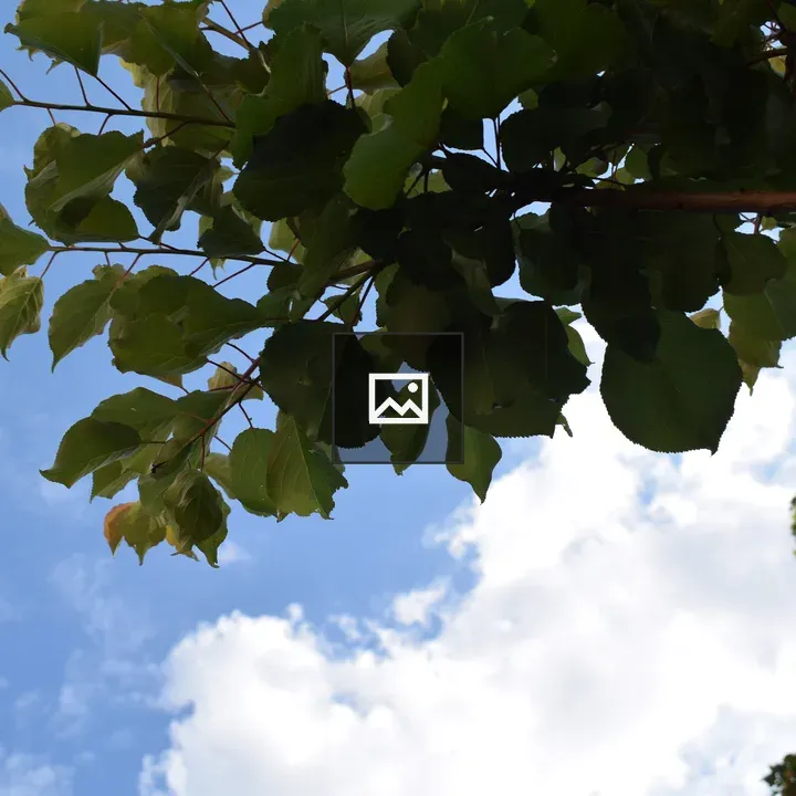 Green leaves on tree branches