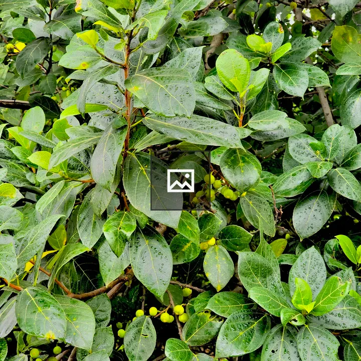 Ficus exasperata leaves and figs