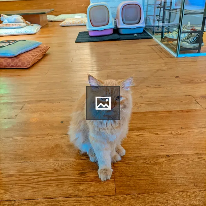 Fluffy orange cat with blue eyes