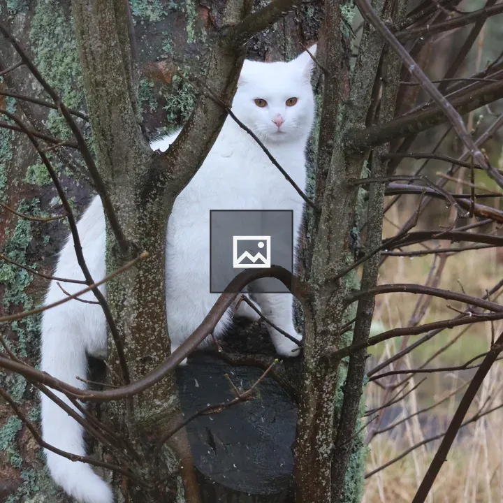 White cat on tree branch