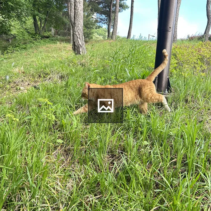 Orange cat in green grass