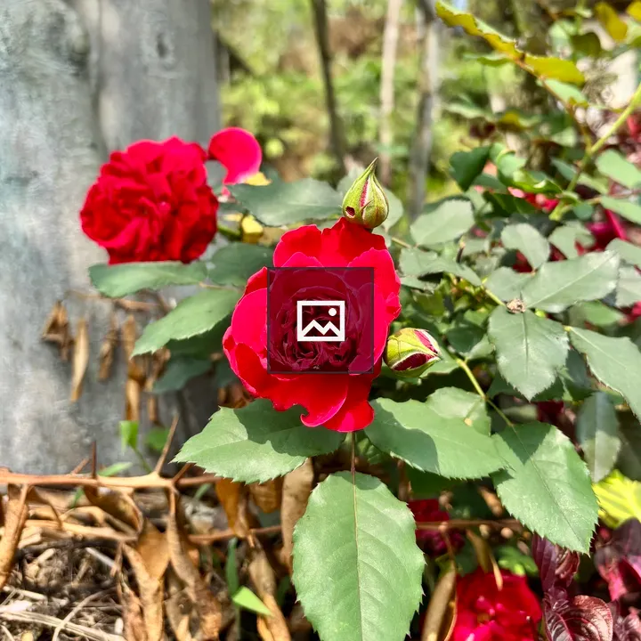 Red rose in garden