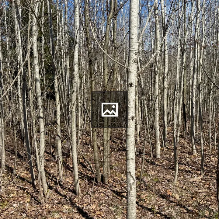 Forest of young poplar trunks