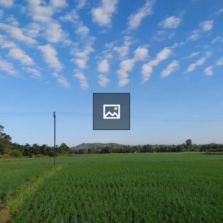 Rice Field landscape