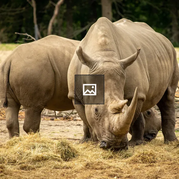 Rhinos at Burger's Zoo