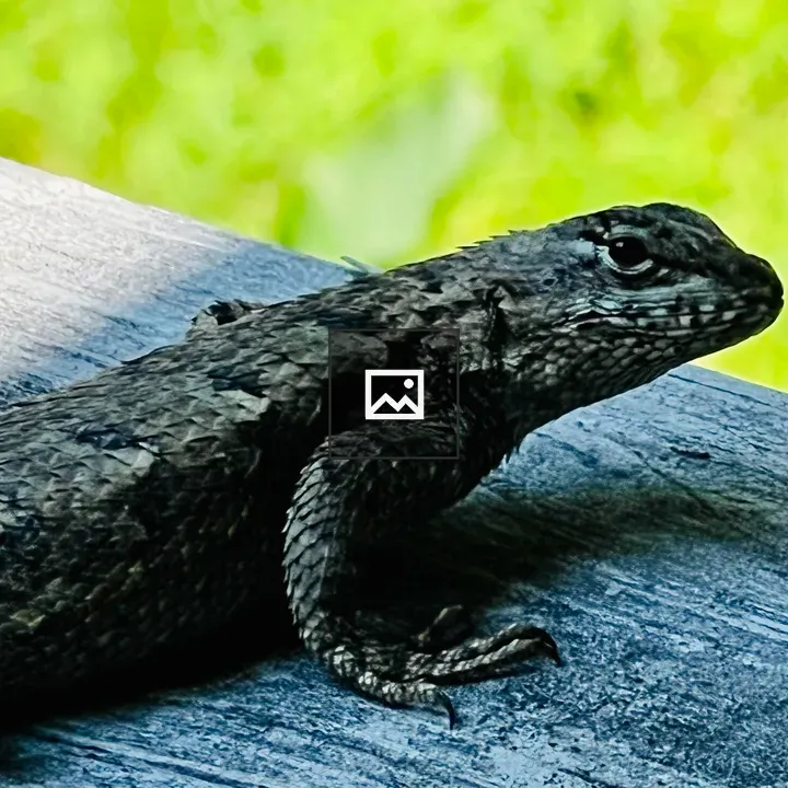 Fence Lizard